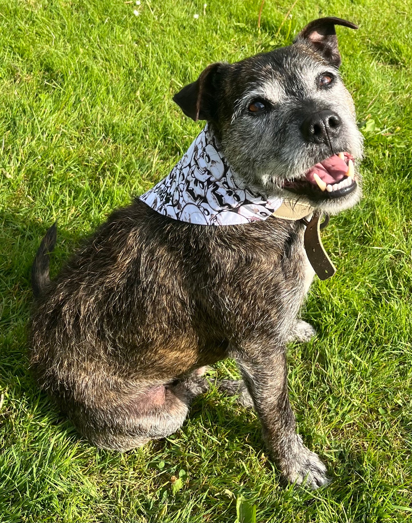 Beige Bandana Paw & Bone
