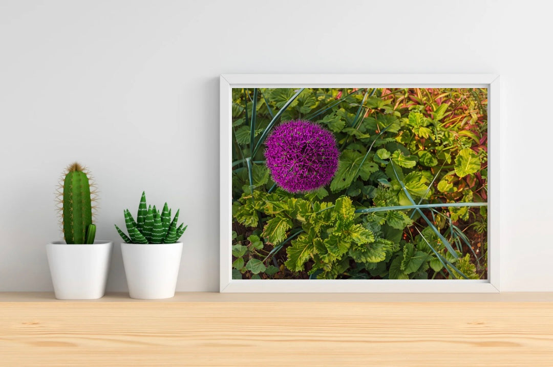 Purple Allium Landscape Print