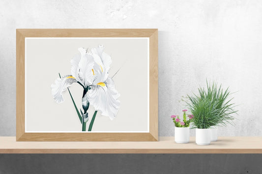 White Iris Neutral Background Landscape Print