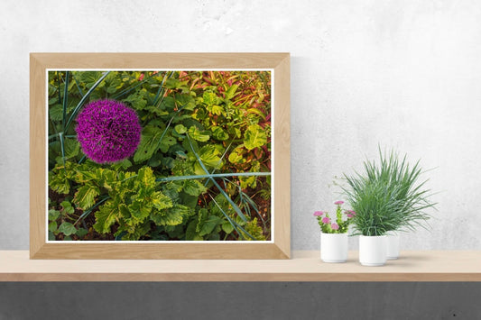 Purple Allium Landscape Print