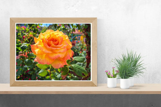 Yellow Rose Garden Landscape Print