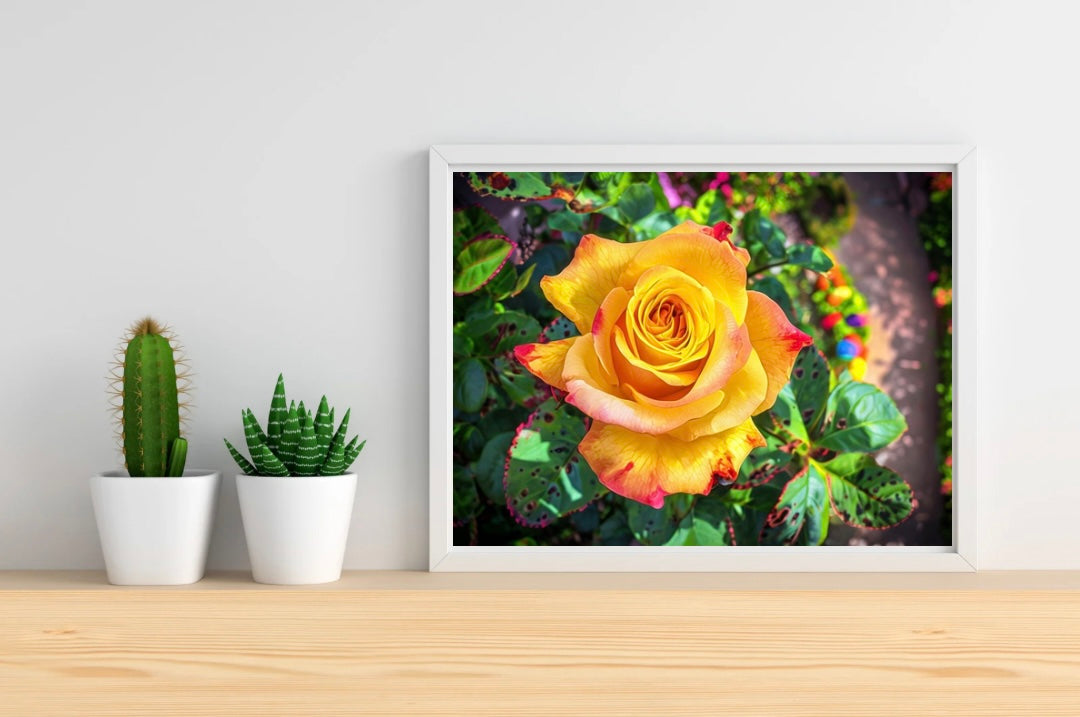 Yellow Rose Landscape Print