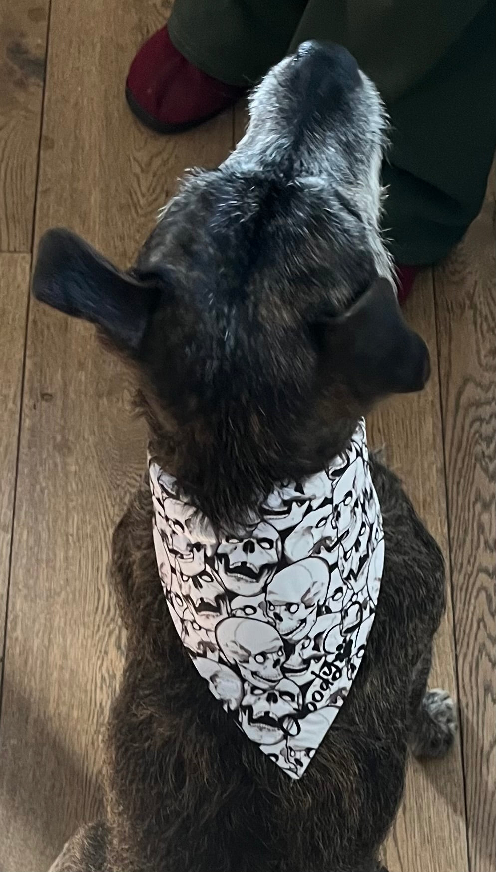 Blue Super Dog Bandana