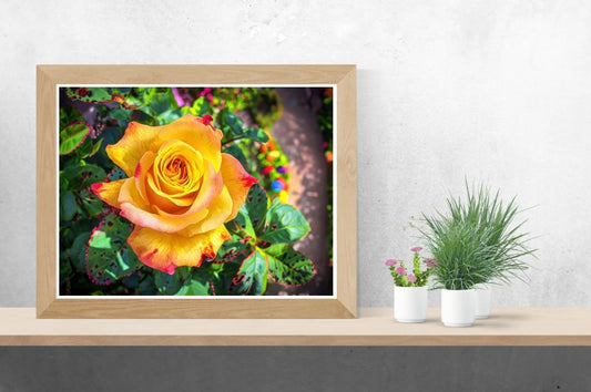 Yellow Rose Landscape Print